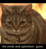 sad defeated cat