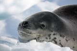 Leopard Seal Comfy