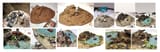 desert terrain share