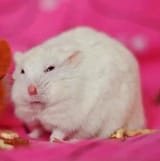 mouse yuck
