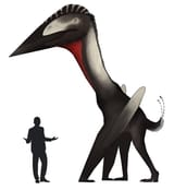 Hatzegopteryx