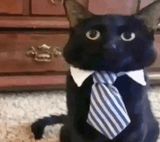 cat-cat-meme