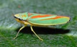 Graphocephala_fennahi_(aka)