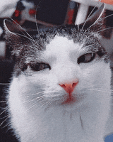 cat-cats-1902365814