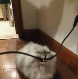 can i haz a byte