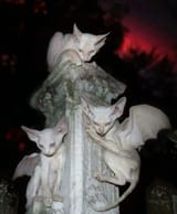 IMG_5144