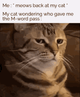 cat-meme-doubt-4176610192