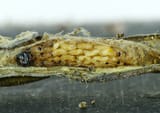 Copidosoma sosares and endoparasitoids