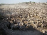 zebra_migration_in_botswana-2048x1536