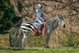 Zebra-Joust-2-1920x1280