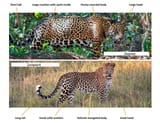 Jaguar-vs-Leopard