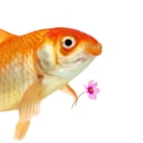 Fish4