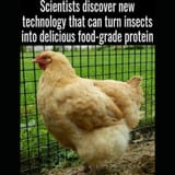 bug food processor
