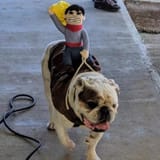 english-bulldog-shop-cowboy-costume-12