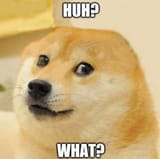 disabled doge