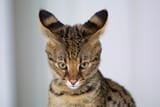 kot ears