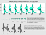 Xenobiology, Seiran Pregnancy and Fetal Development