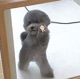 little dog victory