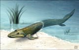 Tiktaalik-roseae-water-land-WEB