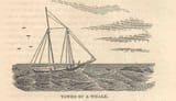 FMIB 35832 Towed by a Whale
