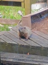 IMG_20250705_074212940_AE