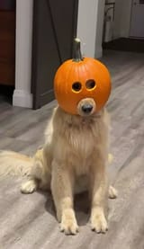 dog eyes