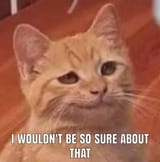 a-very-smirking-doubting-cat-5h3a32de1n-762x772-4187234877