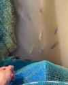 spittingfishes_thumb.jpg