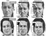 Examples-of-facial-expressions-elicited-during-pain-and-disgust-induction-Facial.ppm