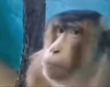 monkey-side-eye