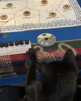 Cat2