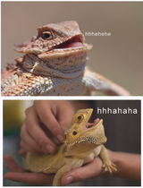 hehlizard