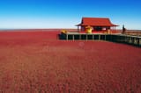 landscape-red-grass-8425908