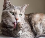 gato-lame-pata