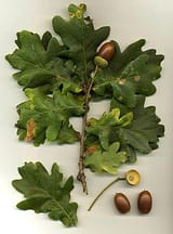 250px-Quercus_robur