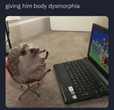 hedgehog laptop dysmorphia