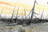 landscape_of_thorns