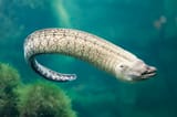 Moray-eel-3