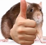 ratyes
