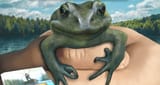 okayfrog