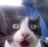 shock