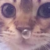 catBubble