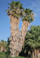 AZ_flora_001b