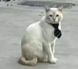 sharp cat
