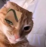 cat eyebrow