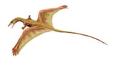 Sharovipteryx_BW