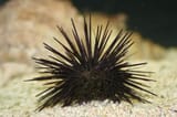 urchin