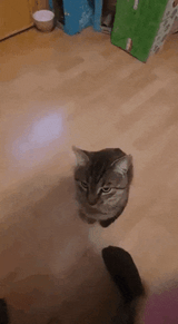 cat-black-cat