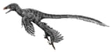 Graciliraptor