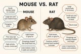 Rat-vs.-Mouse